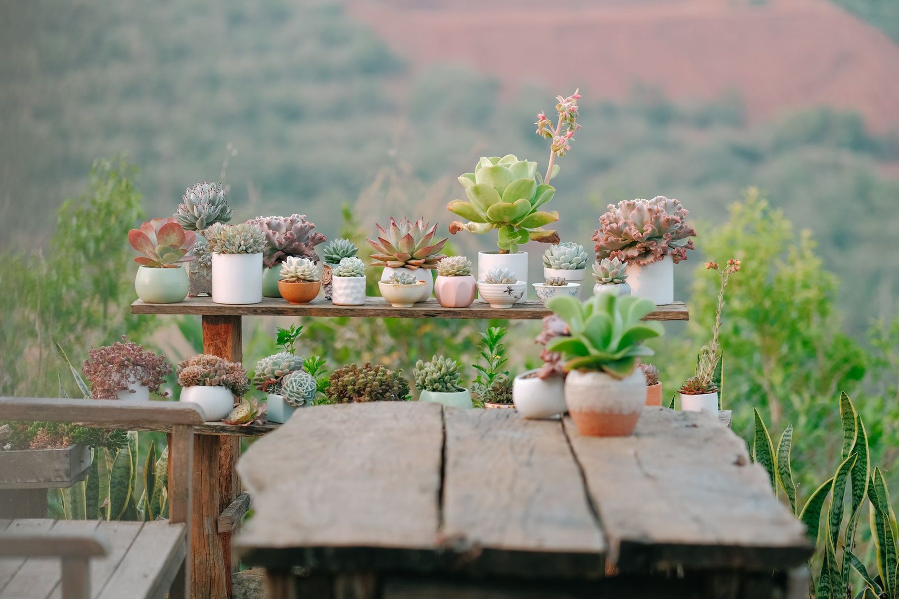 Desert xeriscape design in Peoria, AZ